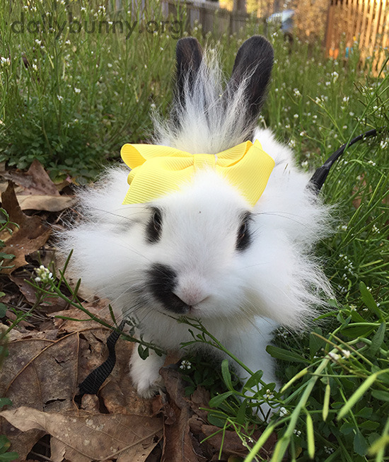 dailybunny:  Bunny Enjoys Some Spring Weather OutdoorsMore at today’s Daily Bunny