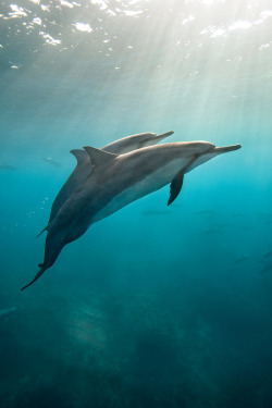 10bullets:  Wild Spinner Dolphins - Hawaii