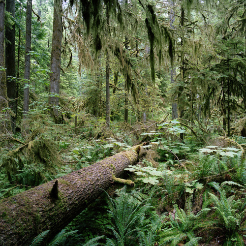chernobyl-tea-party:  vhord:  strictly nature  Mostly nature