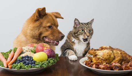 Why Vegan Diets Will Kill Your Cat (and Sicken Your Dog)