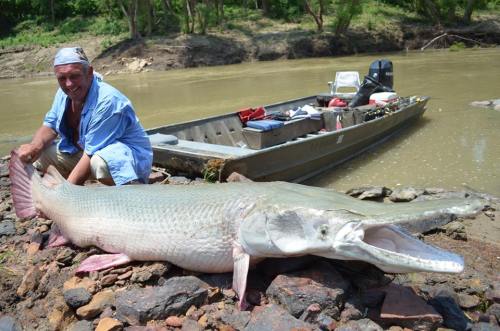 adapto:The longnose gar can weigh more than 165 Kg (364 lbs) and reach a lenght of 3 meters. It only