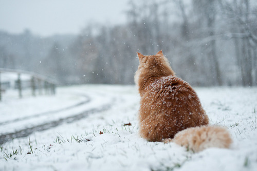 fairycastle:Disregard cold. Acquire camouflage. by jon_beard on Flickr.