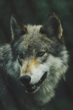 lsleofskye:Dog, wolf, canine and fur | Michael