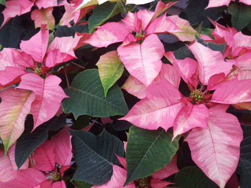 I Feel Like Talking About Poinsettia Varieties This Fine Evening So That's What I'm Going To Do