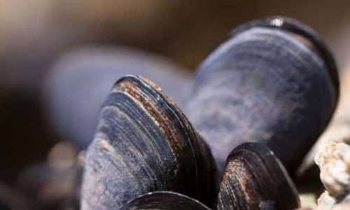 materialsscienceandengineering:Mussels are inspiring new technology that could help purify water and