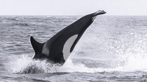 CA140B Louise sequence.An amazing killer whale, just like her own mother & grandmother.