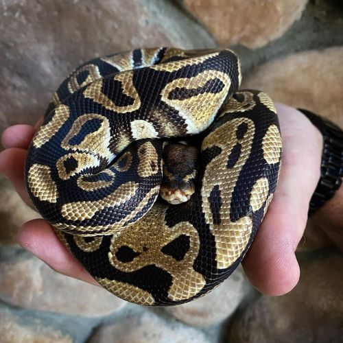 It’s easy to see why they’re called Ball Pythons. They love to curl up in a ball, and when they’re l