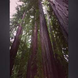 #redwoods #old #tall #rain #mendcino #moemeatproductions