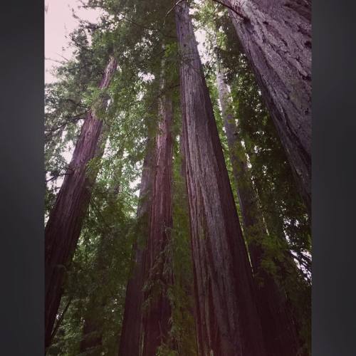 XXX #redwoods #old #tall #rain #mendcino #moemeatproductions photo