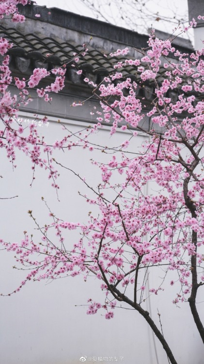 fuckyeahchinesegarden:winter blossoms in chinese garden by 爱植物的梨子