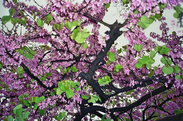 voodoomommajuju:  untitled by nacho v on Flickr. 