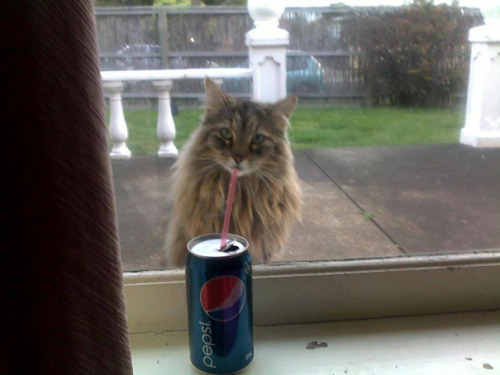 awesome-picz:  Perfectly Timed Cat Photos porn pictures