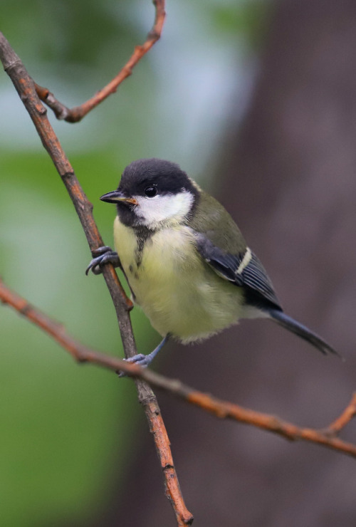 Great tit/talgoxe.