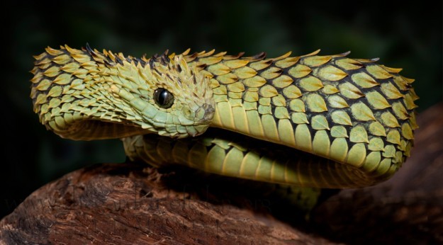 xgespentsx:Atheris hispida is a venomous viper species endemic to Central Africa.