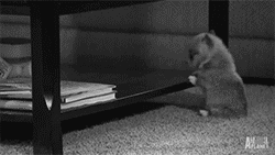 lovekissinggifs:  young couple