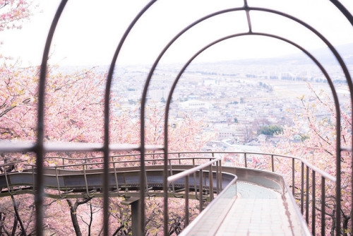 blooming against the bald winter 1 by torne (where&rsquo;s my lens cap?) on Flickr.