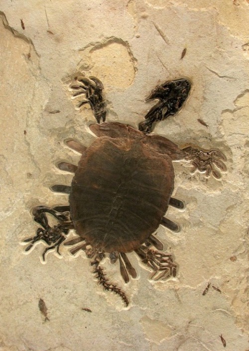 Extremely Rare Fossil Turtle - Green River Formation, Rocky Mountains, USAFossil turtles from the Gr