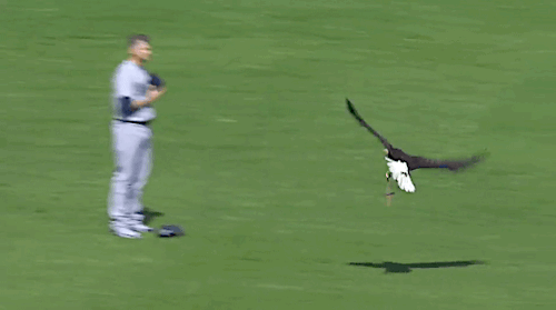 gfbaseball:A bald eagle landed on James Paxton during the pre-game festivities in Minnesota - April 