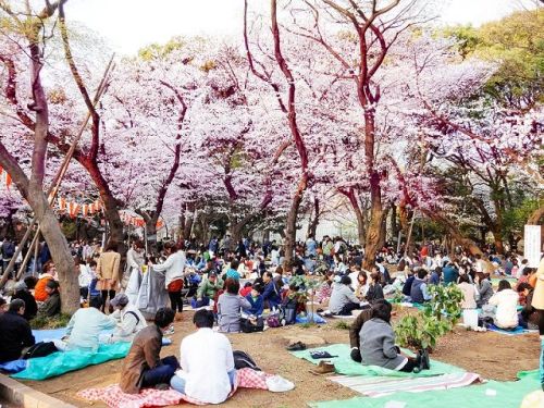 Awesome&hellip; Sakura, very very luv it&hellip;