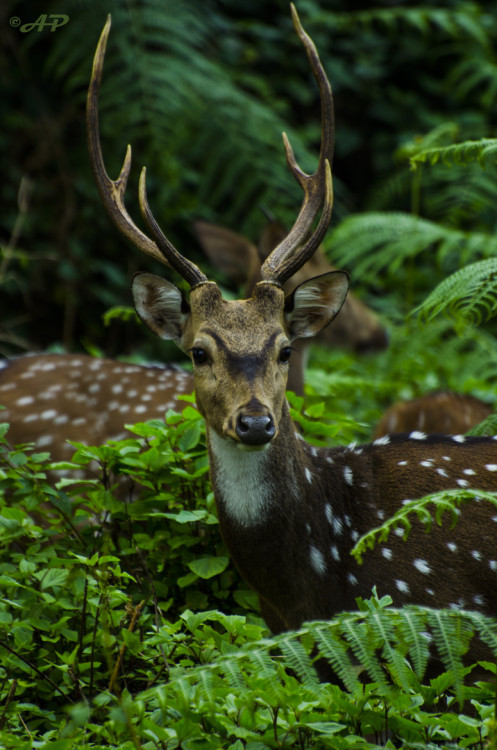faerieforests: Deer by Ashwini Paithankar