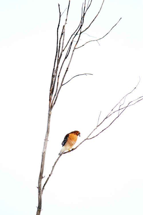 peregrineinastoop:  Red-shouldered Hawk by David Tribby
