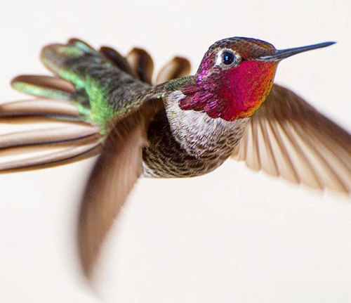 art-tension:Tracy Johnson Captures  Close-Ups Of  Hummingbirds Beauty In Her Backyard   facebook | i