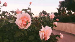 leahberman:  bloom bloomSan Diego, Californiainstagram