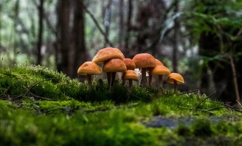 celtic-forest-faerie:{On A Mossy Log} by {Lindesey Boardman}