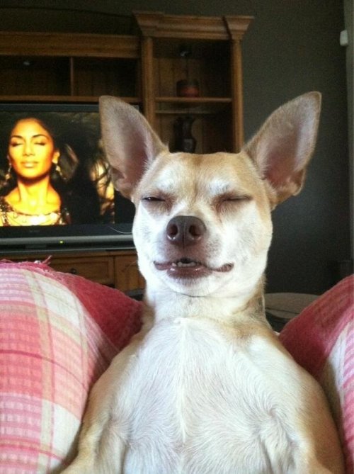 Just Funny Pictures
