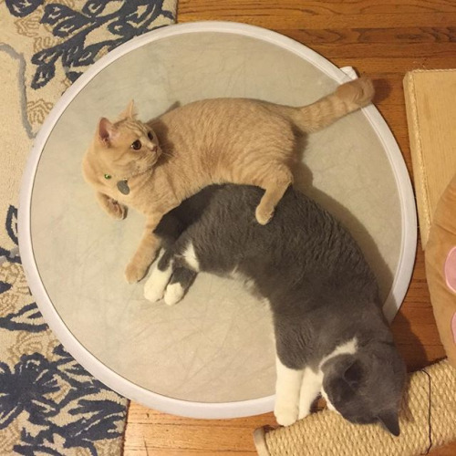 cute–animal–blog:  homorotojoe:  Photography Assistants #ねこ#고양이 #gato