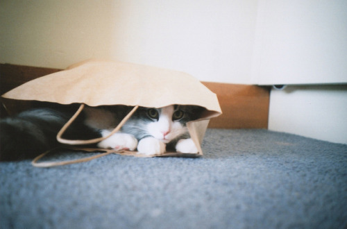 bougeotte: untitled by Candice Carlin on Flickr.