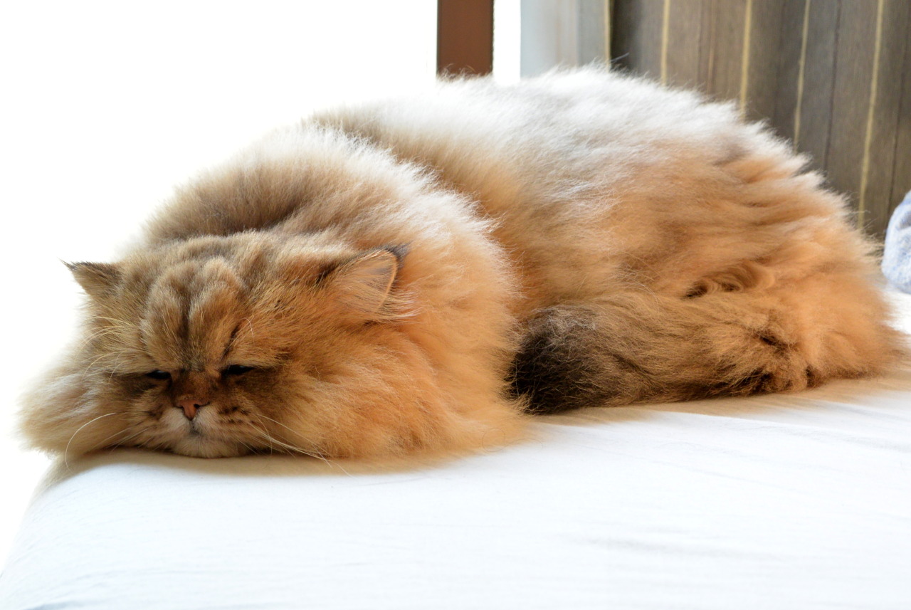 foo-chan:  ひなたは極楽。&ldquo;Basking in the sun is the best.&rdquo;