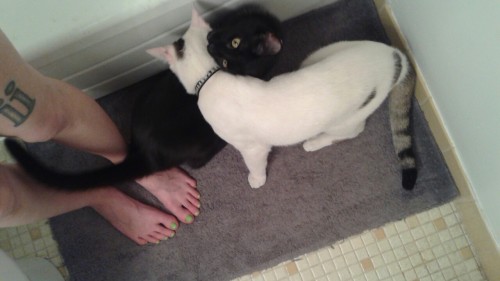kittiesntitties.tumblr.com/post/121966266212/
