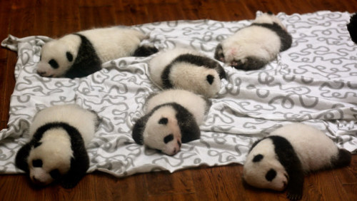 173A6694 Baby Pandas Nap Time by margo2x These baby pandas, around one month old, were enjoying nap 