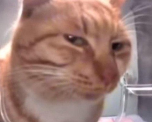 Marvel Characters As Cat Memes: