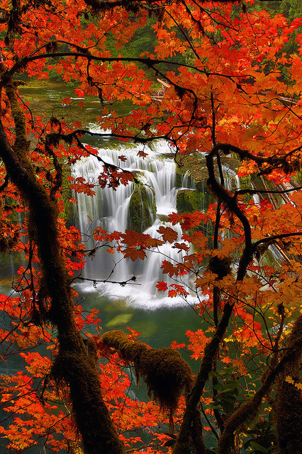 Red maple and Lower Lewis River Falls in Washington, USA (by Randall J Hodges).