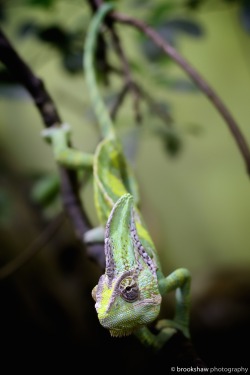 Brookshawphotography:  This Chameleon Picture Was Literally The First Photo I Took
