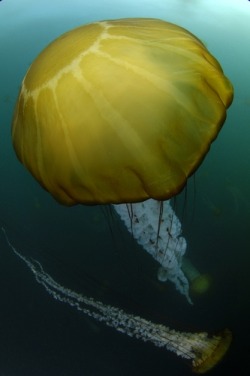 Thelovelyseas:  Close Up Portrait Of A Sea Nettle Jellyfish, Chrysaora Species By Jeff