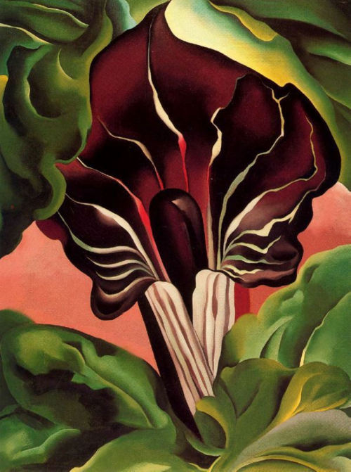 georgia-o-keeffe:Jack-in-the-Pulpit II, 1930, Georgia O'Keeffe