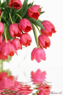 flowersgardenlove:  ItsSelected:+Tulips Beautiful