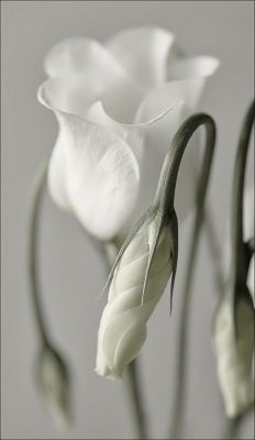 flowersgardenlove:  White bud Beautiful gorgeous