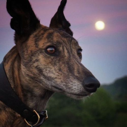 Murphy was lazily lying in the van whilst I contentedly raked in the gloaming. Then the moon rose and all of a sudden his ears prick and he turns into a proper lurcher, scanning the hedgerows. First moon for Black Shed. Magic.
#flowerfarm #lurchers...