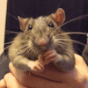 Would U Ever Do An Andrew Blaze Mouse Themed Stimboard ,,,,,