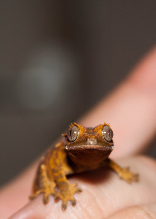 indithebull:My adorable unsexed crestie, Lilly. Named in the hope “it” turns out female.