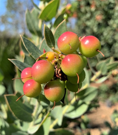 Arctostaphylos refugioensisThe species in Arctostaphylos are commonly called “manzanitas”, and this 