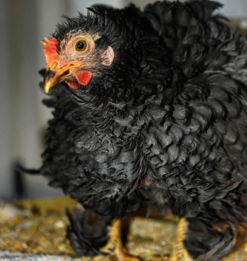 Black Bantam Frizzle Cochin Hen Such lovely little birds They hang out and murmur the secrets of the