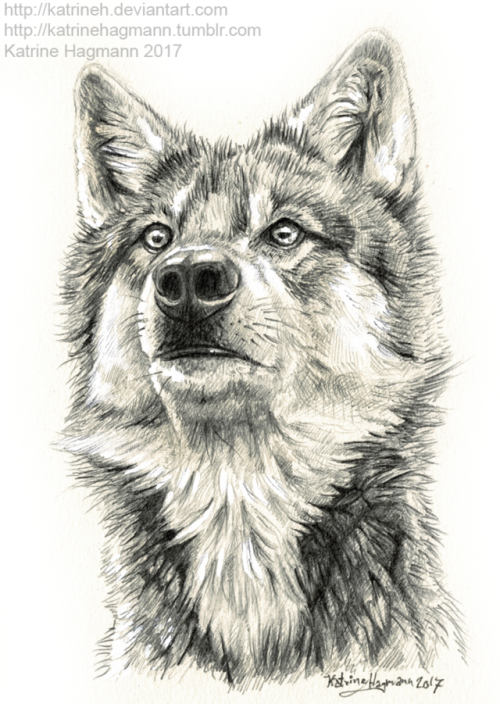 “wolf study 2″Pencil. My scanner kinda hates me so the quality is kinda poor. 