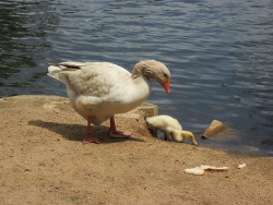 piraticoctopus:  This duckling has had no parents taking care of it for whatever reason. Despite the abundance of ducks in the pond, none of them seem to even notice the duckling. Within the past day or two it decided to tag along with this goose,