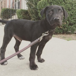 handsomedogs:  Theo is a black labrador mix, adopted from a shelter in the Chicago area. He is well on his way to becoming a very handsome dog indeed.