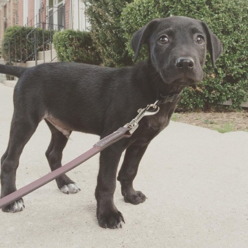 Porn Pics handsomedogs:  Theo is a black labrador mix,